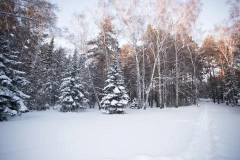 Beautiful winter forest Stock Photos