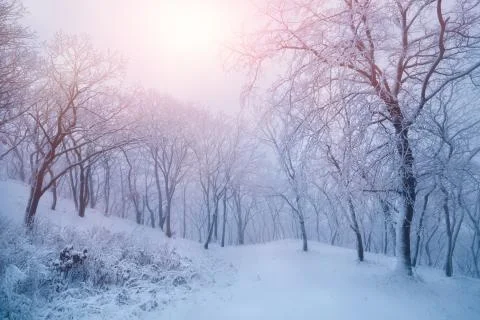 Beautiful winter forest Stock Photos