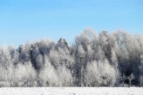 Beautiful winter forest Stock Photos