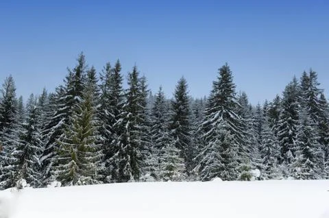 Beautiful winter forest Stock-Fotos