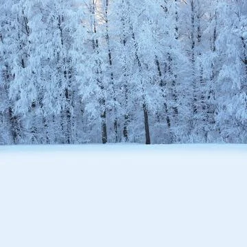 Beautiful winter forest Stock Photos