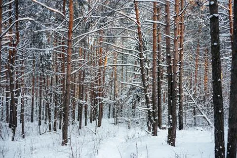 Beautiful winter forest, pine tree trunks covered with snow Stock Photos
