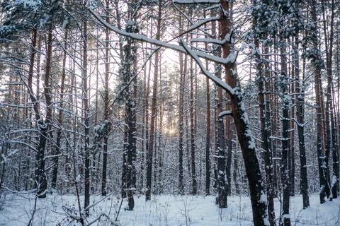 Beautiful winter forest, pine tree trunks covered with snow Foto stock