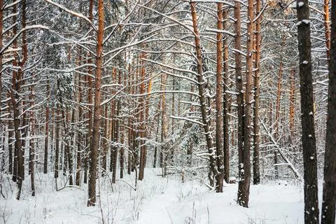 Beautiful winter forest, pine tree trunks covered with snow Stock Photos