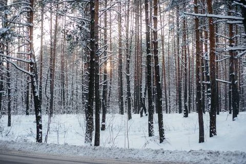 Beautiful winter forest, pine tree trunks covered with snow Stock Photos