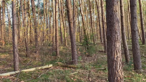Beautiful Winter forest with pine trees lit by a little bit of warm sunlight Stock Footage 212561175