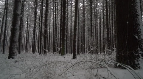 Beautiful winter forest scene as camera moves along forest edge Stock Footage 61010831