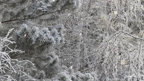 Beautiful winter forest in Siberia Stock Footage