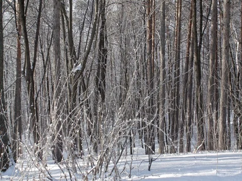 Beautiful winter forest. Snow-covered trees, branches and bushes. 스톡 동영상 84700542
