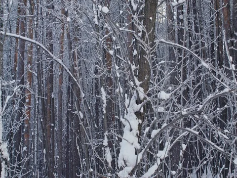 Beautiful winter forest. Snow-covered trees, branches and bushes. Stock Footage 84701931