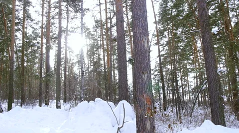 Beautiful winter forest in snow Stock Footage 60049655