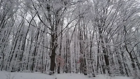 Beautiful Winter Forest. Snow Trees. Vídeo Stock 85240314