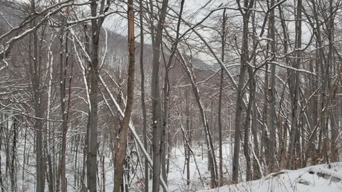 Beautiful Winter Forest. Snow Trees. Vídeo Stock 85743632