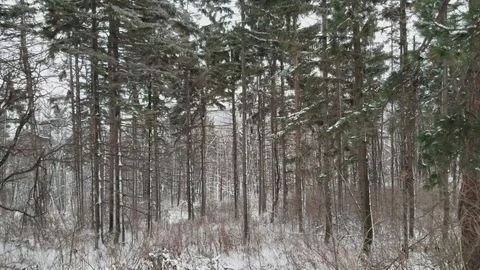 Beautiful Winter Forest. Snow Trees. Stock Footage 86227339