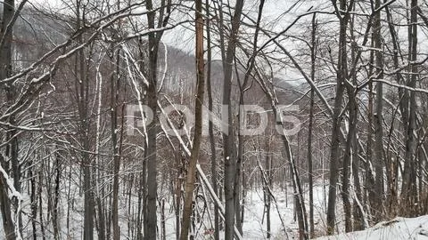 Beautiful Winter Forest. Snow Trees.