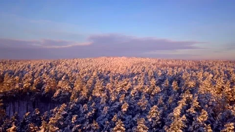 Beautiful winter forest with snowy trees in 4k aerial video. Stock Footage 166281842