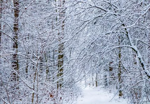 Beautiful winter forest with snowy trees and white path. ? lot of thin twigs  Stock Photos