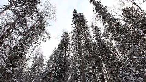 Beautiful winter forest in the taiga Stock Footage 87239737