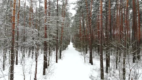 Beautiful winter forest top view. Drone video, winter forest. Stock Footage 147022795