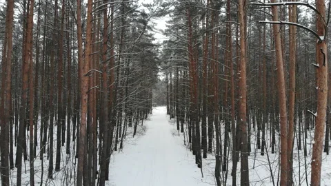 Beautiful winter forest top view. Drone video, winter forest. Stock Footage 147049485