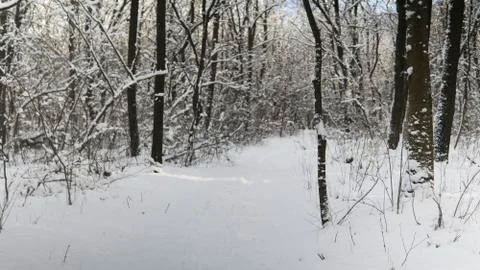 Beautiful winter forest with a trees covered with a white snow. Stock Photos
