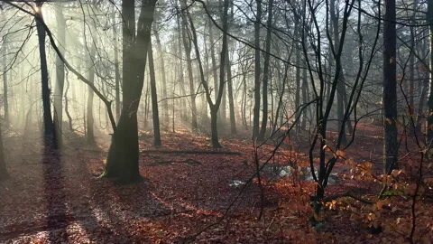 Beautiful winter forest where the sun shines through the fog. Stock Footage 219520368