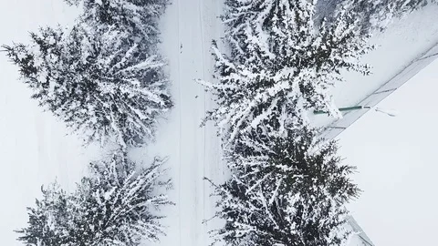 Beautiful winter forest in white snow. Stock Footage 90349065