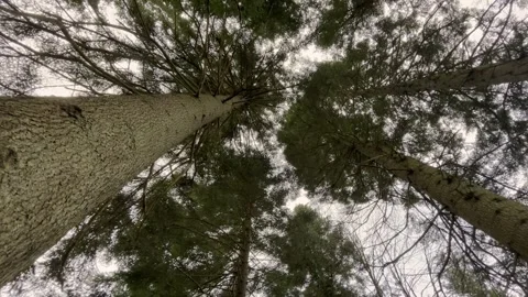 Beautiful winter forest. Winter forest. Snow-covered fir trees in the forest. Stock Footage 270188868