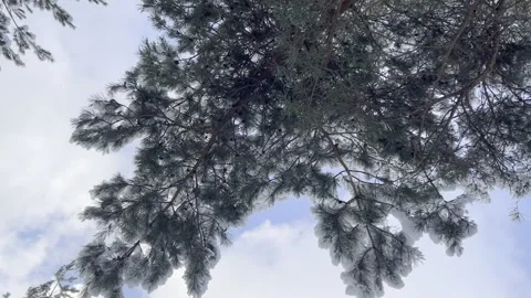 Beautiful winter forest. Winter forest. Snow-covered fir trees in the forest. Stock Footage 270188979