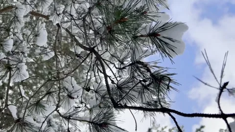 Beautiful winter forest. Winter forest. Snow-covered fir trees in the forest. Stock Footage 274654900