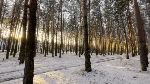 Beautiful winter forest. Winter forest. Snow-covered fir trees in the forest. Stock Footage 275243204