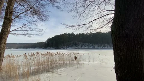 Beautiful winter lake in the forest Stock Footage 149667534