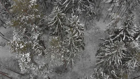 Beautiful winter landscape. The branches of the trees are covered with a snow Stock Footage 129312456