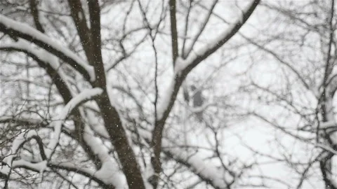 Beautiful winter landscape. Close-up of falling snowflakes. Slow motion Stock-Footage 119879297