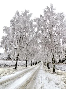 Beautiful winter landscape with empty road and snow covered trees Stock Photos