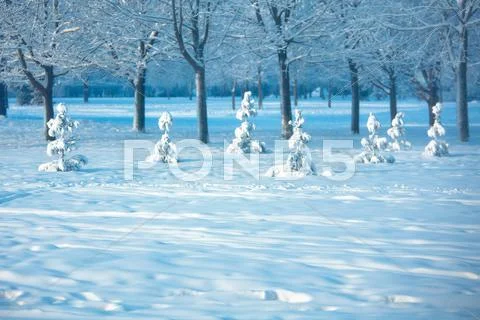 Beautiful winter landscape Stock Photos