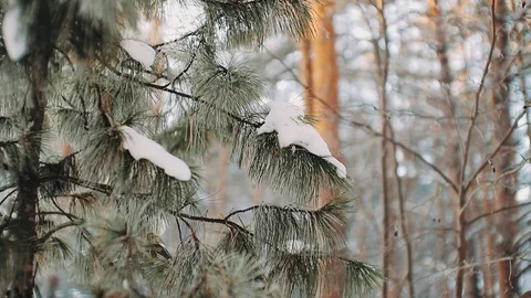 Beautiful winter landscape in a pine forest. thick snow on the branches of trees Stock Footage 99707066
