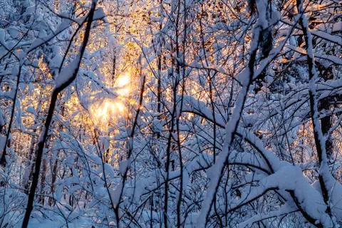 Beautiful winter landscape. Snow-covered branches of bushes in the light of s Stock Photos