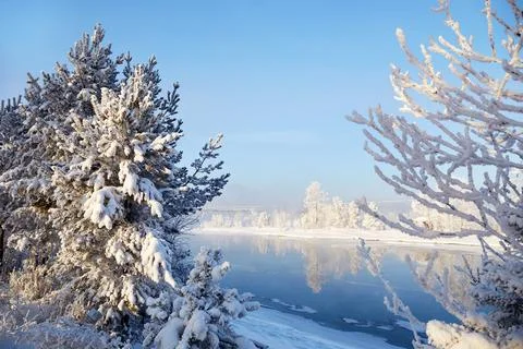 Beautiful winter landscape. Snow-covered trees, snow on a pine tree Stock Photos
