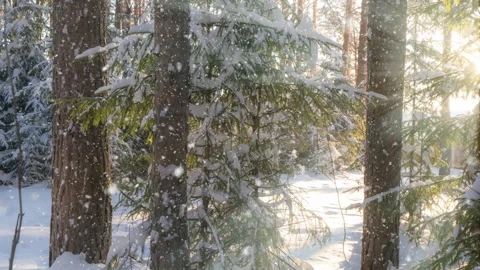 Beautiful winter landscape with snowfall, camera movement 4k video Stock Footage 266092377