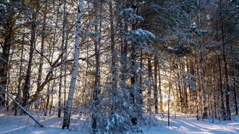 Beautiful winter landscape with snowfall, camera movement 4k video Stock Footage 268750852