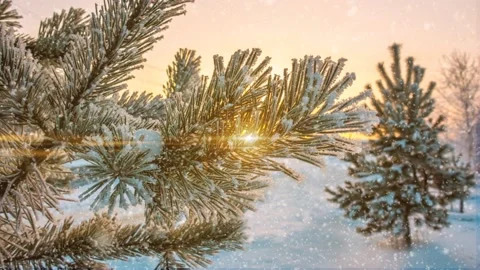 Beautiful winter landscape with snowfall, pine branches covered with frost Stock Footage 220632258