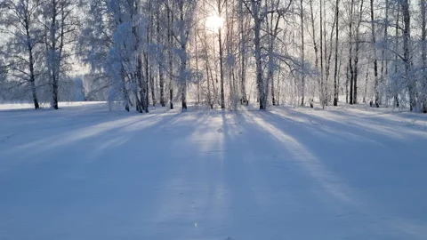 Beautiful winter landscape with sun rays shining through trees in a snowy forest Stock Footage 327132377