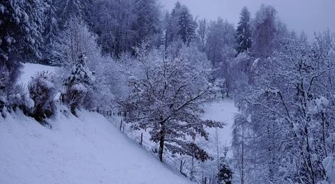 Beautiful winter landscape - a tree with snow-covered brown leaves in the center Stock Photos