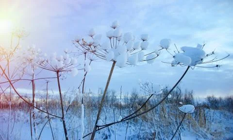 Beautiful winter Stock-Fotos