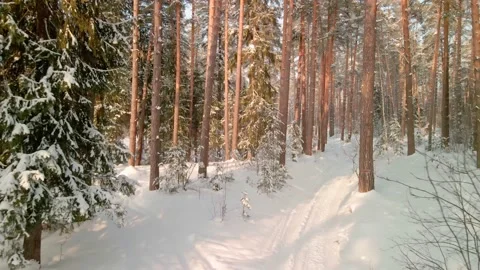 Beautiful winter pine forest. The drone flies between the pines. Stock Footage 171411278