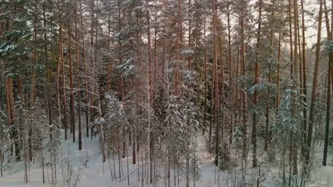 Beautiful winter pine forest. The drone flies along the pines. 4k Stock Footage 172432111