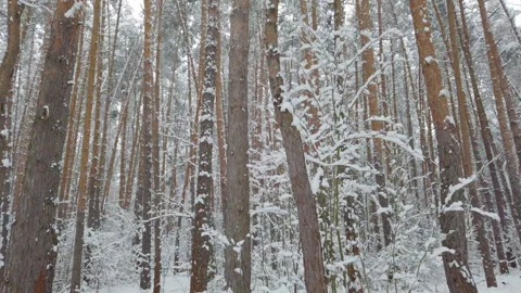 Beautiful winter pine forest. Fresh white snow in winter forest. Dolly shoot. Stock Footage 145731510
