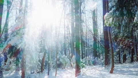 Beautiful Winter Pine Forest Landscape with Snowflakes and Warm Bright Sunlight Stock Footage 292840683