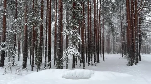 Beautiful winter pine forest. A small snowball falls. Stock Footage 317628315